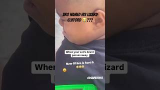 When Your Lizard Passes Away 😔 rip shortsfeed lizard shortsviral shortsfunny funnyshorts [upl. by Aiepoissac]