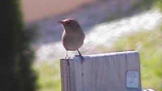 House Wren Sings the song of the day [upl. by Demott]