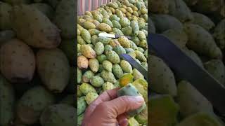 Prickly pear Buah yang banyak ditemukan di Amerika Utara Part 1 [upl. by Shepard]