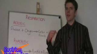 GCSE science  Aerobic respiration anaerobic respiration amp blood wwwrevisiontuitioncom [upl. by Padraic]