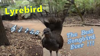 Lyrebird The Best Songbird Ever [upl. by Nage]