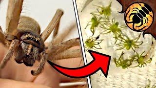 Biggest Huntsman spider in Australia has BABIES [upl. by Brita]