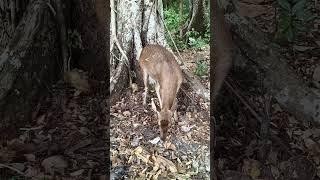 rusa hutan pangandaran 🙏🙏👍👍 cover coversong chanel animals nature chanelyoutube cute tiktok [upl. by Gaeta219]