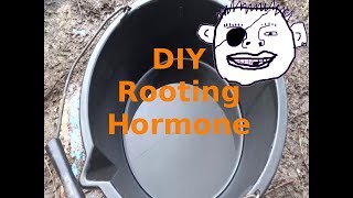 DIY rooting hormone and mycorrhizal inoculant [upl. by Hadeis527]