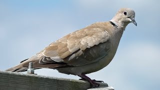 Eurasian Collared Dove Call  Bird Sounds [upl. by Eceirehs]