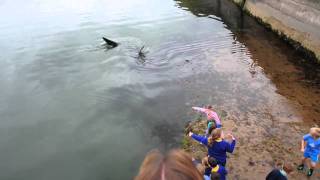 Shark in Portrush Harbour Northern Ireland [upl. by Ahsimit46]