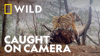 Amur Tiger Family Caught on Camera  Big Cat Week  National Geographic UK [upl. by Virgel]