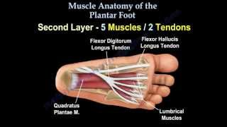 Muscle Anatomy Of The Plantar Foot  Everything You Need To Know  Dr Nabil Ebraheim [upl. by Haslett]