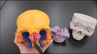 Skull Anatomy Series  The Ethmoid Bone  Part 9 of 9 [upl. by Yasnyl]