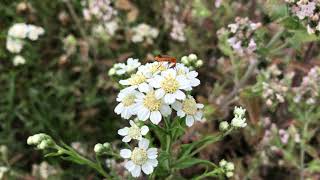 Wilde bertram  Achillea ptarmica  NL Bloeit  Planten van hier [upl. by Ul164]