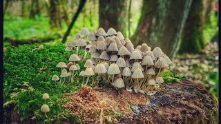 Champignons et Mushrooms balade au Relais Nature du Parc de la Deûle à Santes [upl. by Levine410]