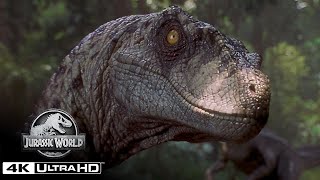 The Best Velociraptor Scenes in 4K HDR  Jurassic World [upl. by Holmann]