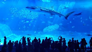 Worlds best Aquarium 沖縄美ら海水族館 Whale Sharks and giant Mantas  Okinawa Churaumi Aquarium Japan [upl. by Weir]