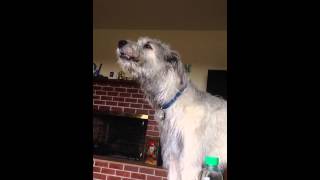 Irish wolfhound howling [upl. by Jordanna81]