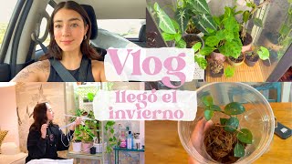 VLOG 7 Actualización vitrina plantas de mi wishlist viveros [upl. by Forras]