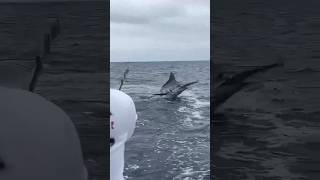 Huge marlin released off Salinas [upl. by Pejsach]