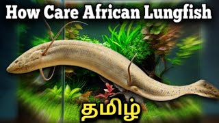 How to Care African Lungfish  Tamil [upl. by Rehotsirk]