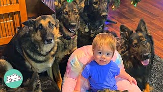 Huge German Shepherds Think Tiny Baby Is Their Puppy  Cuddle Buddies [upl. by Rehctaht]