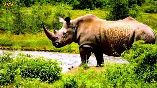 Learn about rhinos [upl. by Jecon133]