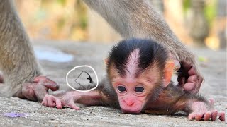 Newborn monkey just born one day old is super cute why Mommy abandoned not recognized like this [upl. by Barnet]