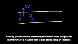 654 Define resting potential and action potential depolarization and repolarization [upl. by Naoj]