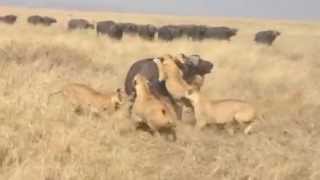 Lions Attack Buffalo  herd counter attack  Fight Lions vs buffaloes [upl. by Vogele]