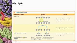 Chapter 07 Microbial Metabolism  Cowan  Dr Mark Jolley [upl. by Chelsey797]