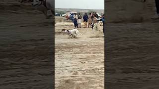 Dog Race Greyhound dog GREYHOUND dogbarking greyhound dogracenew [upl. by Virgel788]