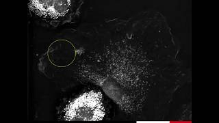 Labelfree Live Cell Imaging Living Macrophages Markerfree imaged for 4 hours [upl. by Demona]