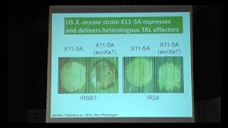 Xanthomonas oryzae Tal effectors as tools to identify disease resistance in rice [upl. by Pederson]