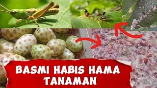 basmi habis hama tanaman ‼️ pestisida organik paling ampuh [upl. by Ilyak]