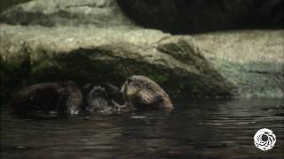 Otter Pup with Mae at the Monterey Bay Aquarium [upl. by Ardnuek701]