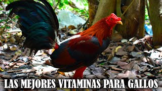 LAS 10 MEJORES VITAMINAS PARA GALLOS FINOS [upl. by Sweet]