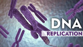 DNA Replication Explain with 3D Animation [upl. by Zelle401]