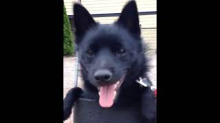 Funny Schipperke dog on a swing [upl. by Anaela614]