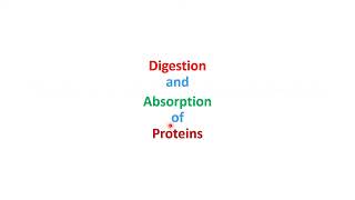 Protein Metabolism Digestion Transdeamination amp Urea Cycle  Lecture 9 [upl. by Valeda695]