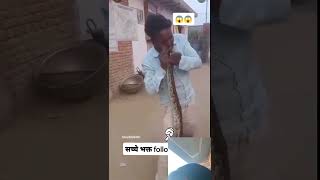 Snake Bites Man Face like subscribe reaction dummy why stunt snake animals wildlife wild [upl. by Eelarol]