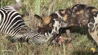 Wild dog eats Zebra eye [upl. by Wrdna763]