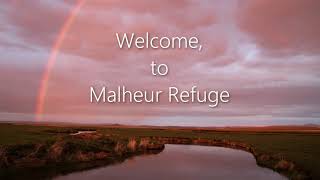 Introducing the Malheur Symphony  A Wildlife Photography Experience [upl. by Kinnie]