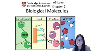 Chapter 21  Carbohydrates  Cambridge ALevel 9700 Biology [upl. by Arnaldo]