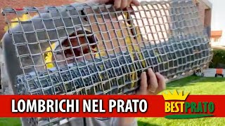 LOMBRICHI NEL PRATO COSA FARE OPERAZIONI PRATICHE [upl. by Torrlow]