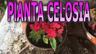 Como reproducir la planta Celosia  Info Garden [upl. by Siuqaj]