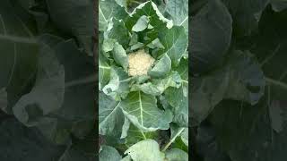 Cauliflower cultivation cauliflower farmer nature vegestables vegitables food song love [upl. by Anaidirib]