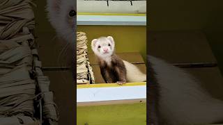 When a Ferret Wants to Show You it Still Loves You [upl. by Pearle]