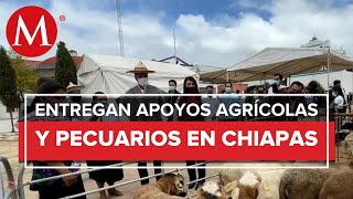 El gobernador de Chiapas Rutilio Escandón entrega apoyos agrícolas y pecuarios [upl. by Aicinat]