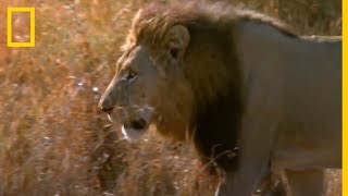 Batalla de REYES Lucha entre LEONES  National Geographic en Español [upl. by Adlemy790]