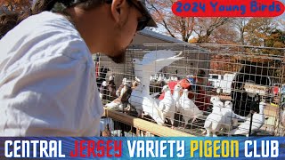 Central Jersey Variety YB PIGEON Show 2024 [upl. by Nirmak]