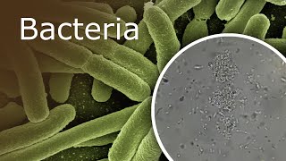 Bacteria Under a Microscope 1000x  2500x [upl. by Esyla]