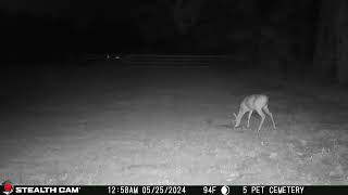 05 25 24 1258 01am A deer eating in the upper back field near the mineral block deer [upl. by Moor823]