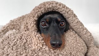 Family Diary Mini Dachshund Loulou is cold [upl. by Geoffrey]